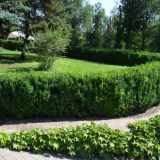 Živý plot: co je lepší vyrobit, pravidla výsadby